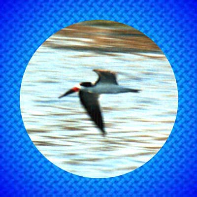 Skimmer                        jpg