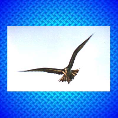 Osprey.jpg