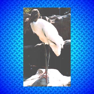Wood Stork jpg