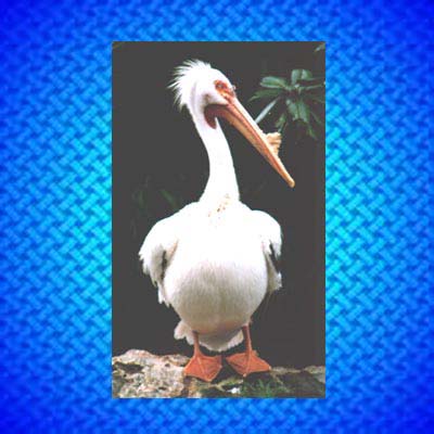 White pelican jpg