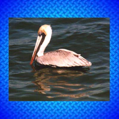Brown Pelican jpg