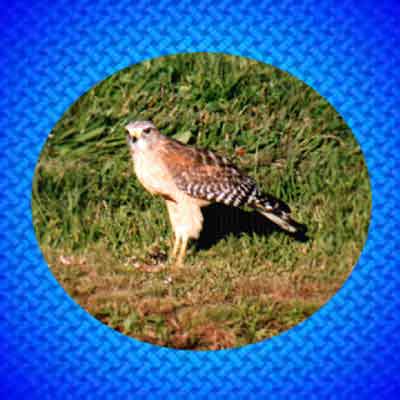 Red Shouldered Hawk jpg