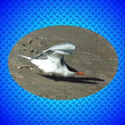 Royal                        Tern jpg