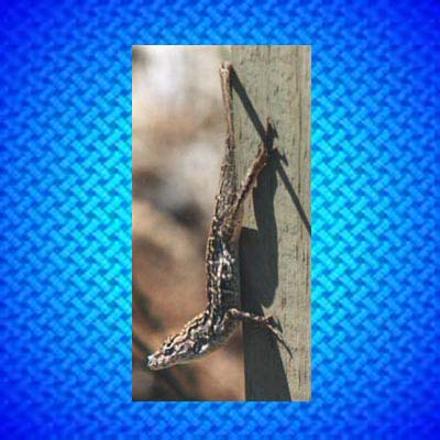 Brown                        Lizard jpg