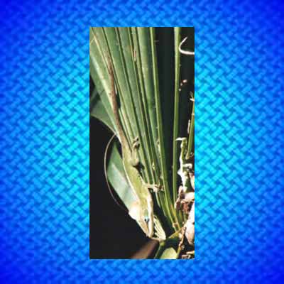 Green                        Lizard jpg