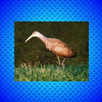 Limpkin                        jpg