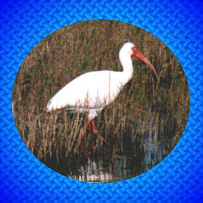Ibis jpg