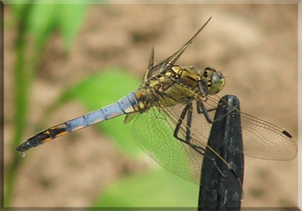 parc floral de la source at Orléans