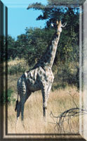giraffe