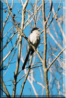 fiscal shrike