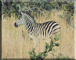 Young Zebra at Bakubung