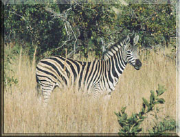 Adult Zebra