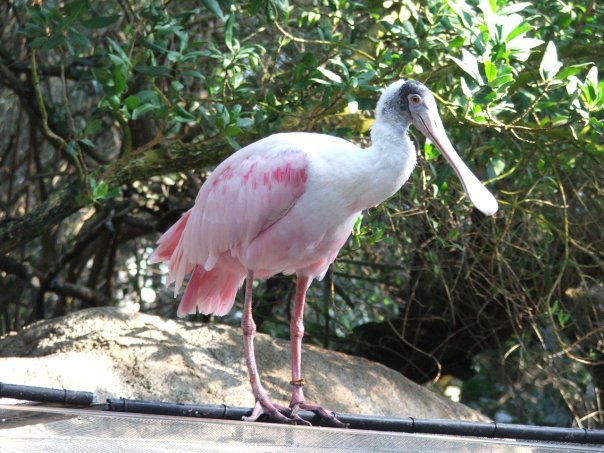 Roseate spoonbill