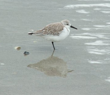 Sanderling on Cocoa Beach
