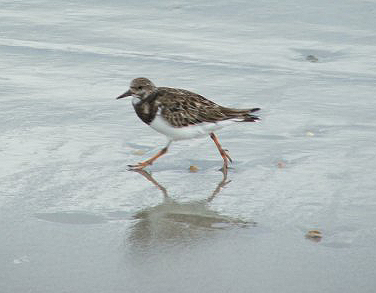 Ruddy Turnstone on Cocoa                    Beach