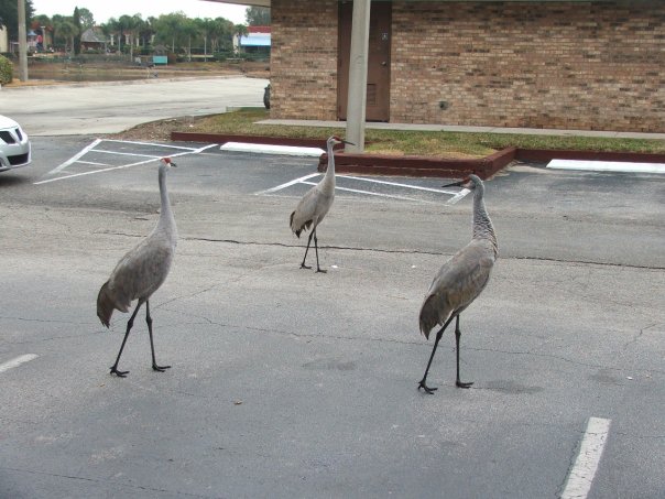 Sandhill Cranes