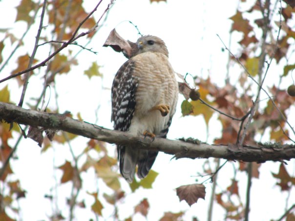 Red-Shouldered Hawk