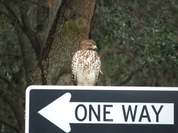 Think                    this is a young hawk but not sure what it is?