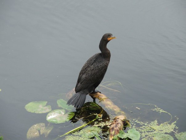 Think                    this is a young hawk but not sure what it is?