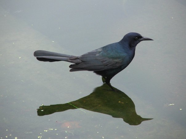 male                    Boat-tailed grackle