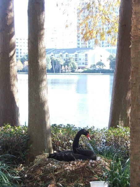 male Boat-tailed grackle