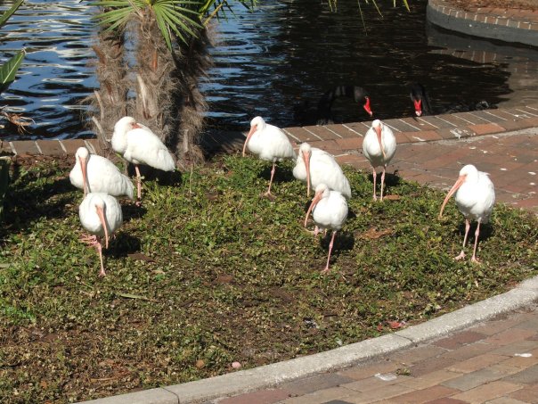 male                    Boat-tailed grackle