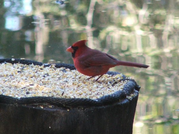 male                    Boat-tailed grackle