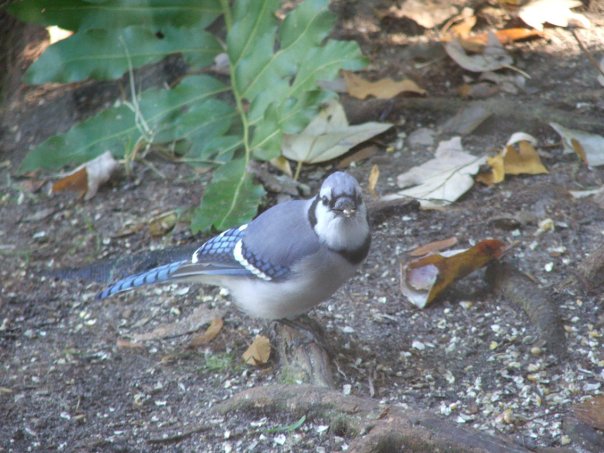 male                    Boat-tailed grackle