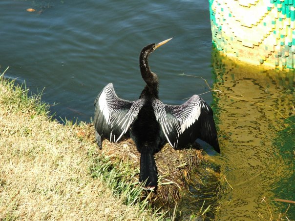 male                    anhinga