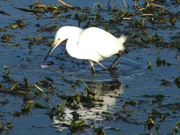 egret